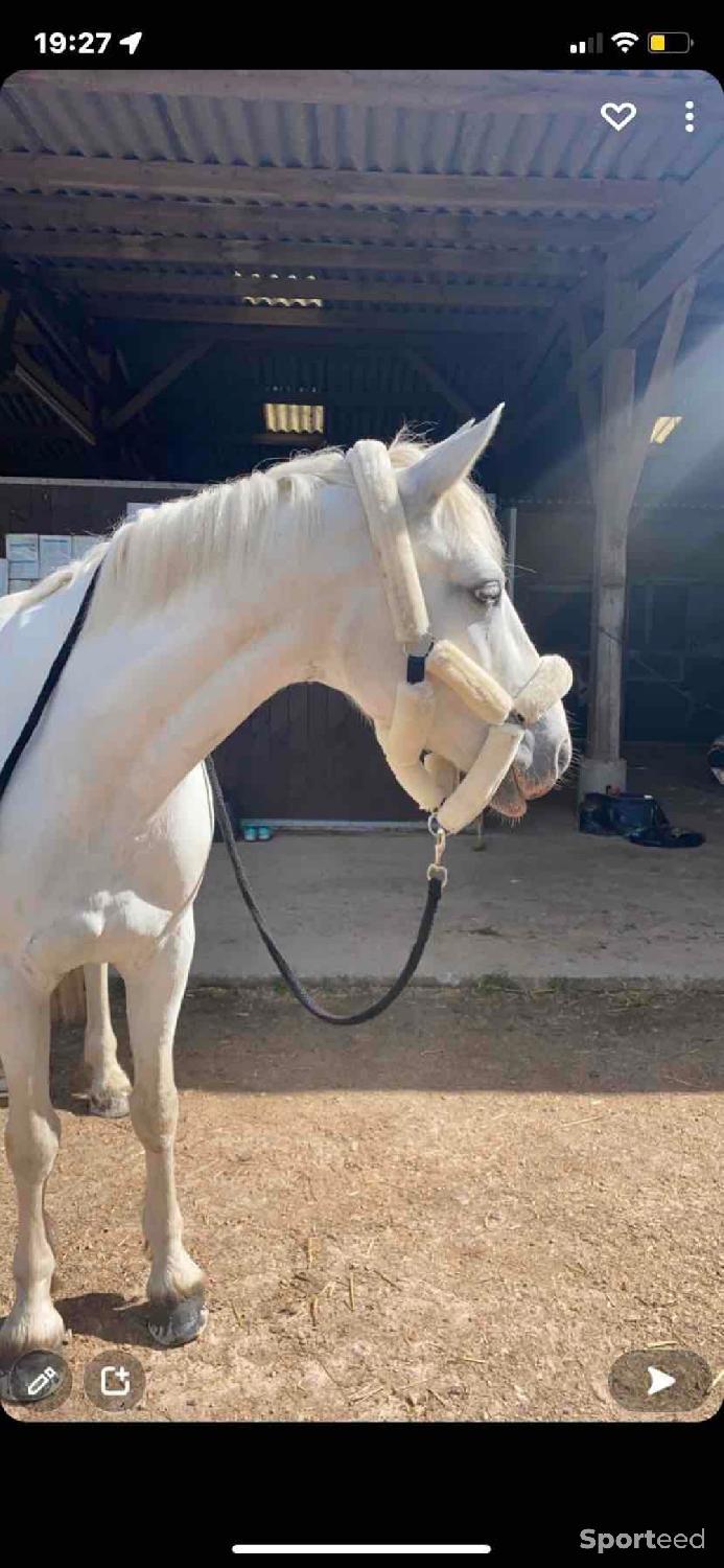 Licol cheval moumoute bleu marine - Cheval et Compagnie