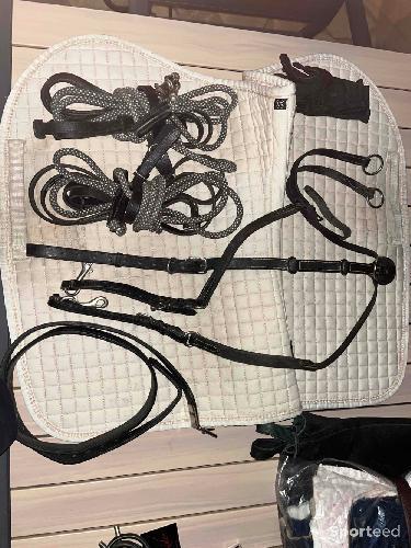 Collier de chasse + martingale 