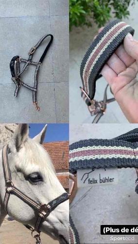 Licol Équitation 