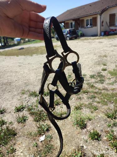 Licol cuir noir poulain/mini shet