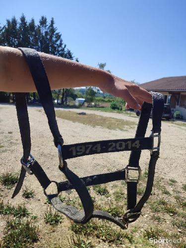 Licol gris taille cheval