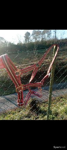 Licol multicolore taille cob 