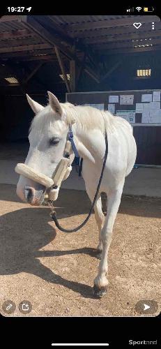 Equitation - licol bleu marine avec moumoute blanche  - photo 3