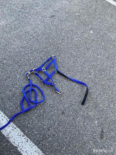 Équitation licol taille cob