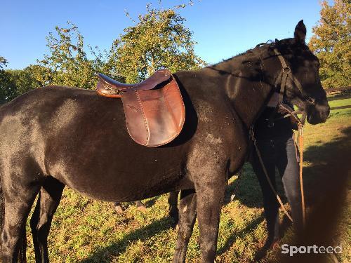 Equitation - Vend selle stÜben Islande - photo 5