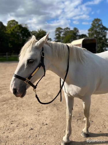 Equitation - licol en cuir  - photo 6