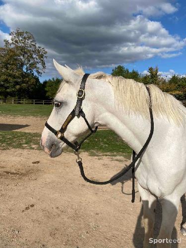 Equitation - licol en cuir  - photo 6