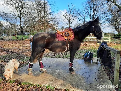 Equitation - Guetres dressage  - photo 4