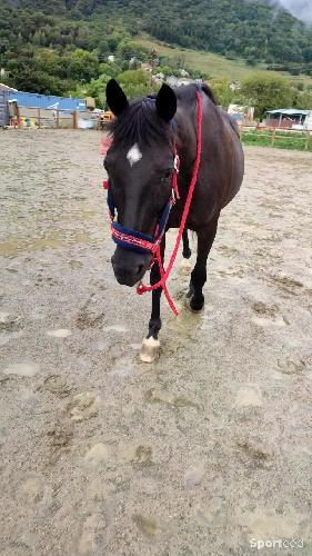 Equitation - Licol + longe cheval  - photo 4