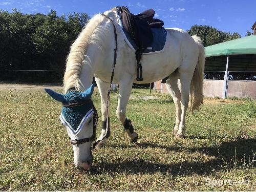 Equitation - tapis coupé pénélope leprevost bleu canard  - photo 6