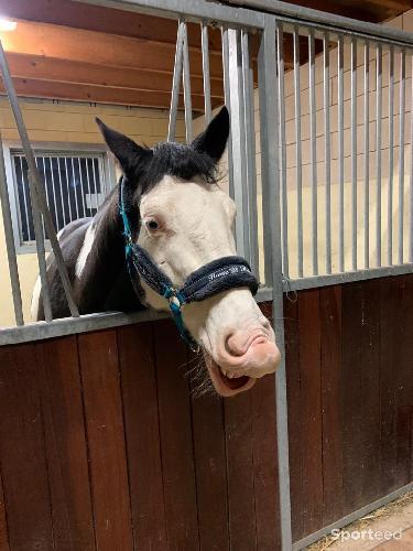 Equitation - Licol taille cheval  - photo 6