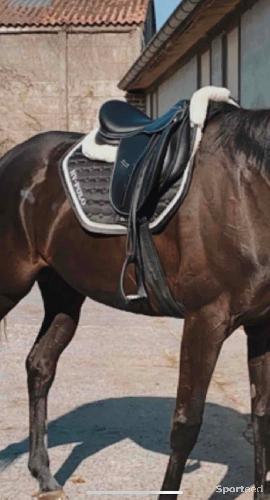 Equitation - selle waldhausen  - photo 4