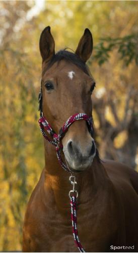 Equitation - Licol et longe  - photo 6