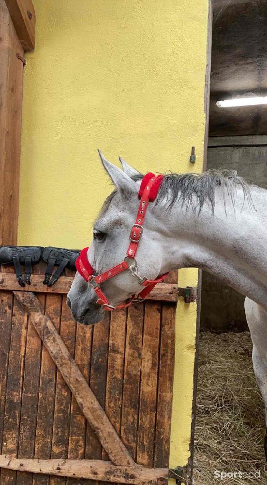 Equitation - Licol équitation  - photo 1