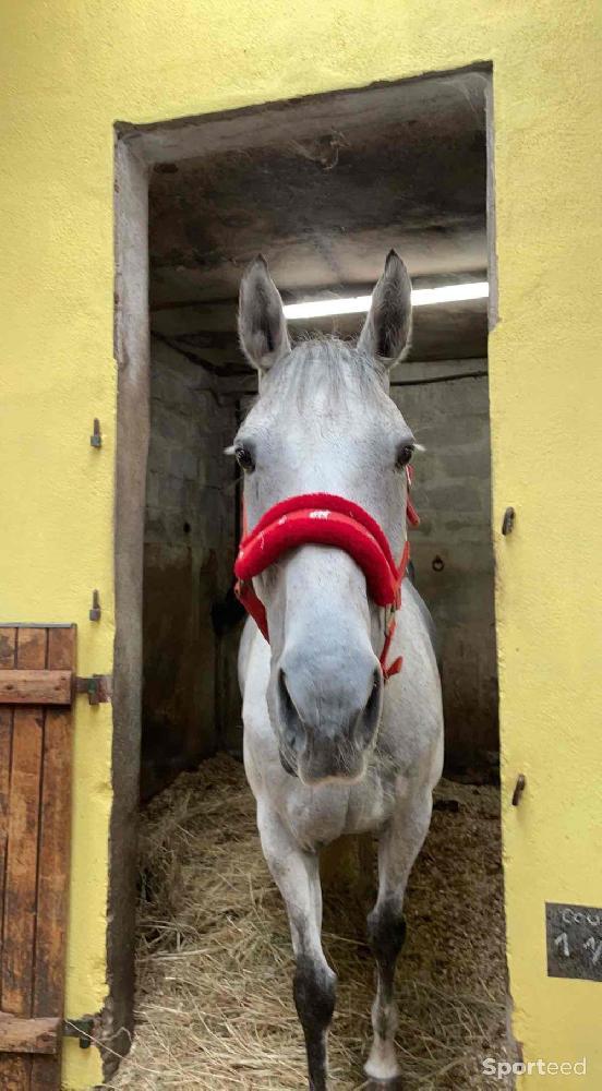 Equitation - Licol équitation  - photo 2