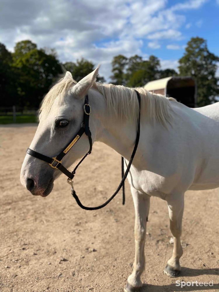 Equitation - licol en cuir  - photo 3