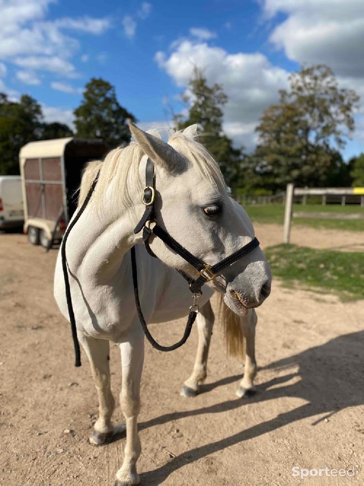 Equitation - licol en cuir  - photo 4