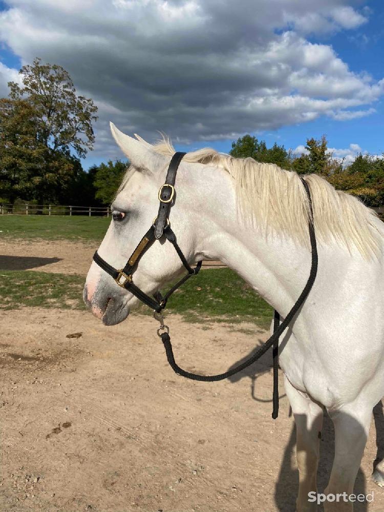 Equitation - licol en cuir  - photo 5