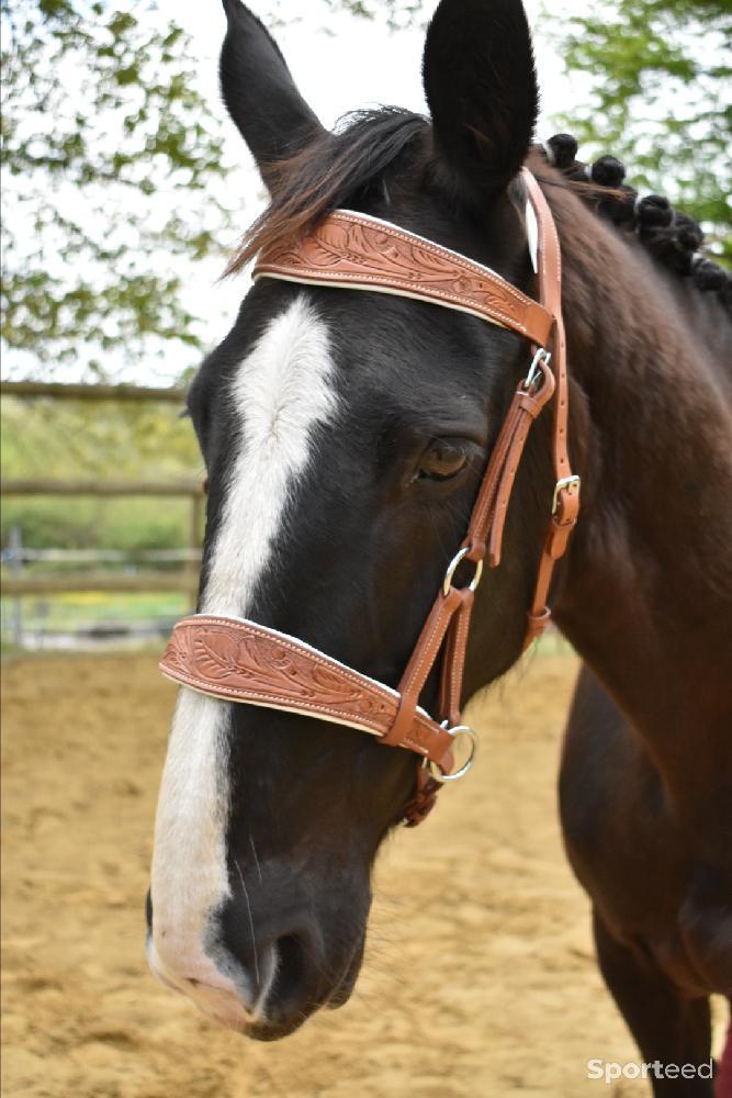 Equitation - Side pull  - photo 1