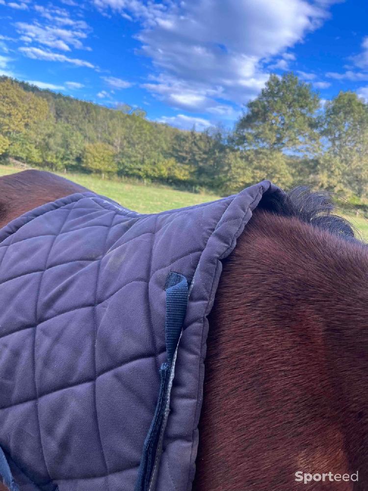 Equitation - Tapis équitation bleu - photo 4