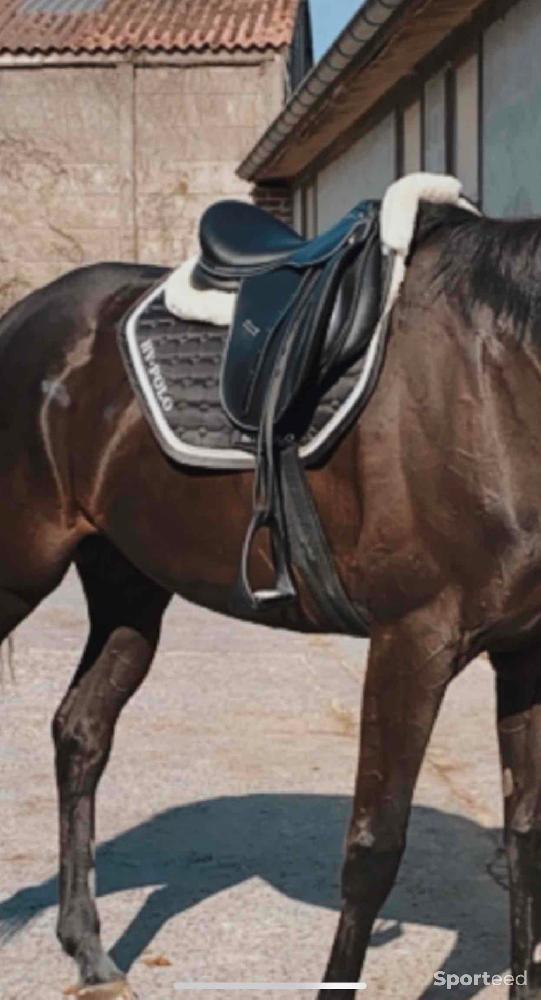 Equitation - selle waldhausen  - photo 2