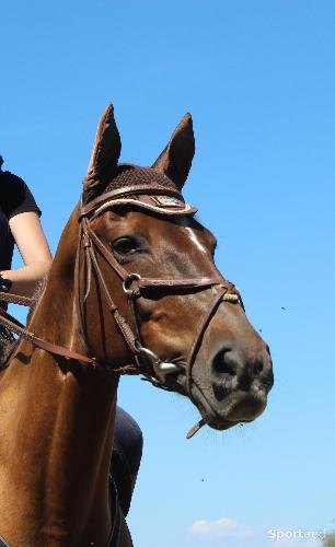 Equitation - Bonnet marron - photo 3