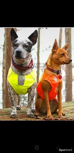 Randonnée / Trek - Manteau de visibilité pour chien - photo 4