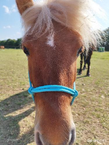 Equitation - Licol etho - photo 3