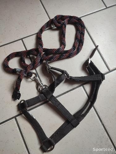 longe + licol marron 