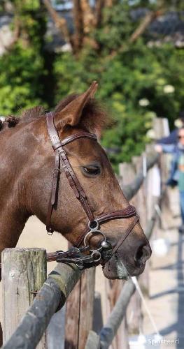 Equitation - Filet poney norton - photo 4
