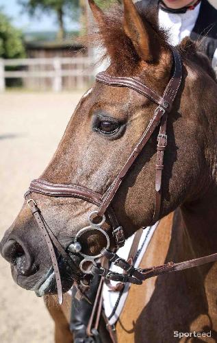 Equitation - Filet poney norton - photo 4