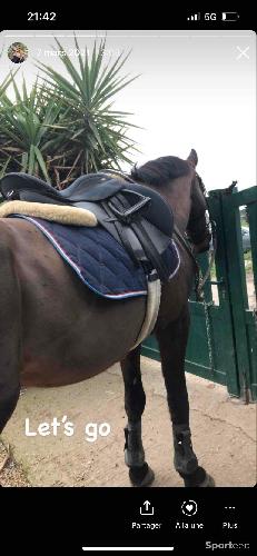 Equitation - Équitation selle  - photo 5