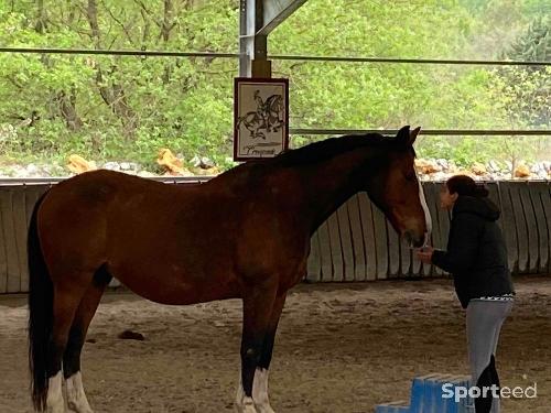 Equitation - Cherche demi pension ou 3/4 de pension  - photo 6