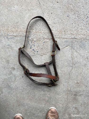 Licol chevaux de trait