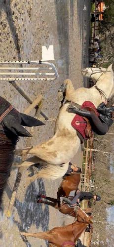 Equitation - Tapis Hermès  - photo 5