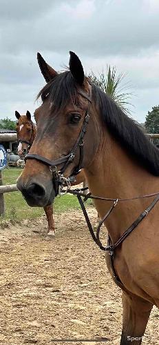 Equitation - Bridon Horseware Micklem compétition  - photo 4