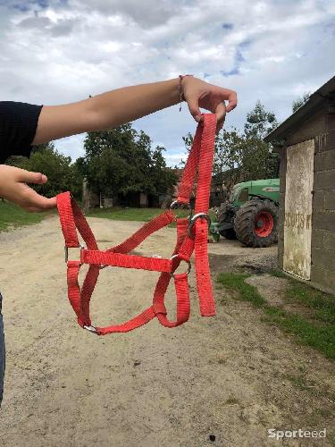 Equitation - Licol rouge léger taille cheval/cob  - photo 3