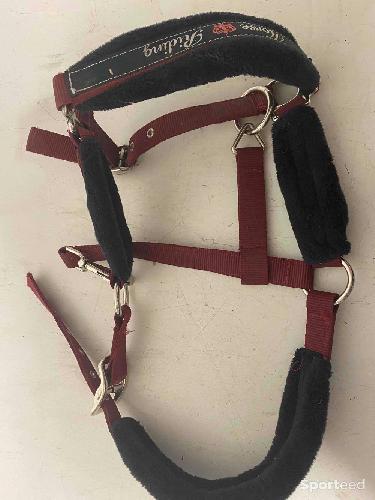 Licol taille poney/chevaux 