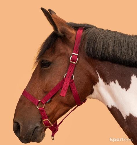 Licol rouge 