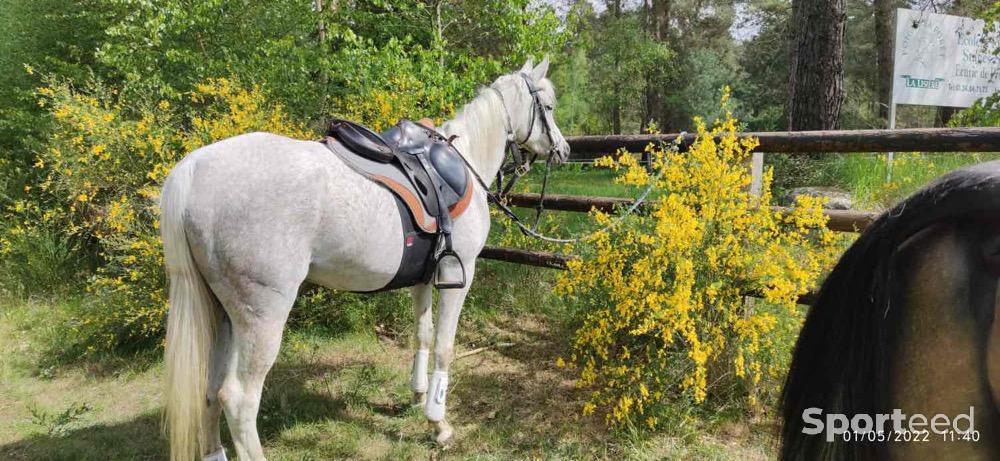 Equitation - Tapis Ronzon legend laine et feutre  - photo 3