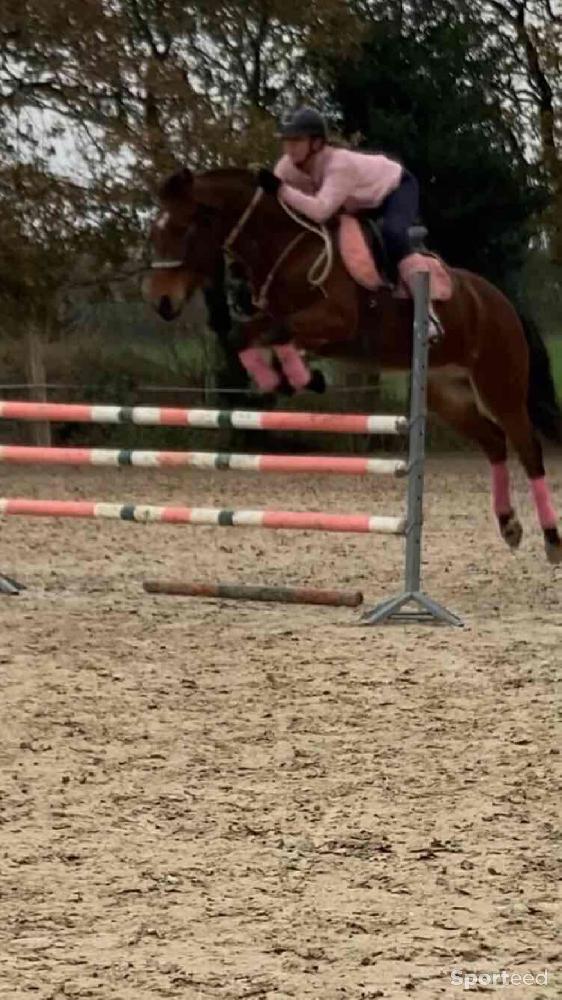 Equitation - Bandes polo rose jumptec  - photo 5