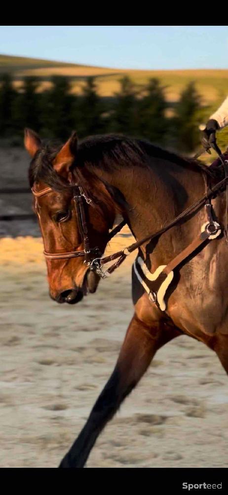 Equitation - Collier de chasse HKM - photo 1