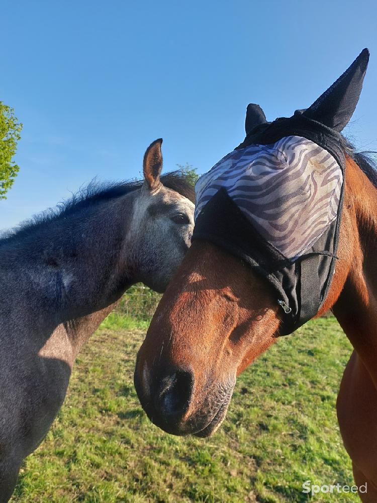 Equitation - Masque cheval  - photo 1