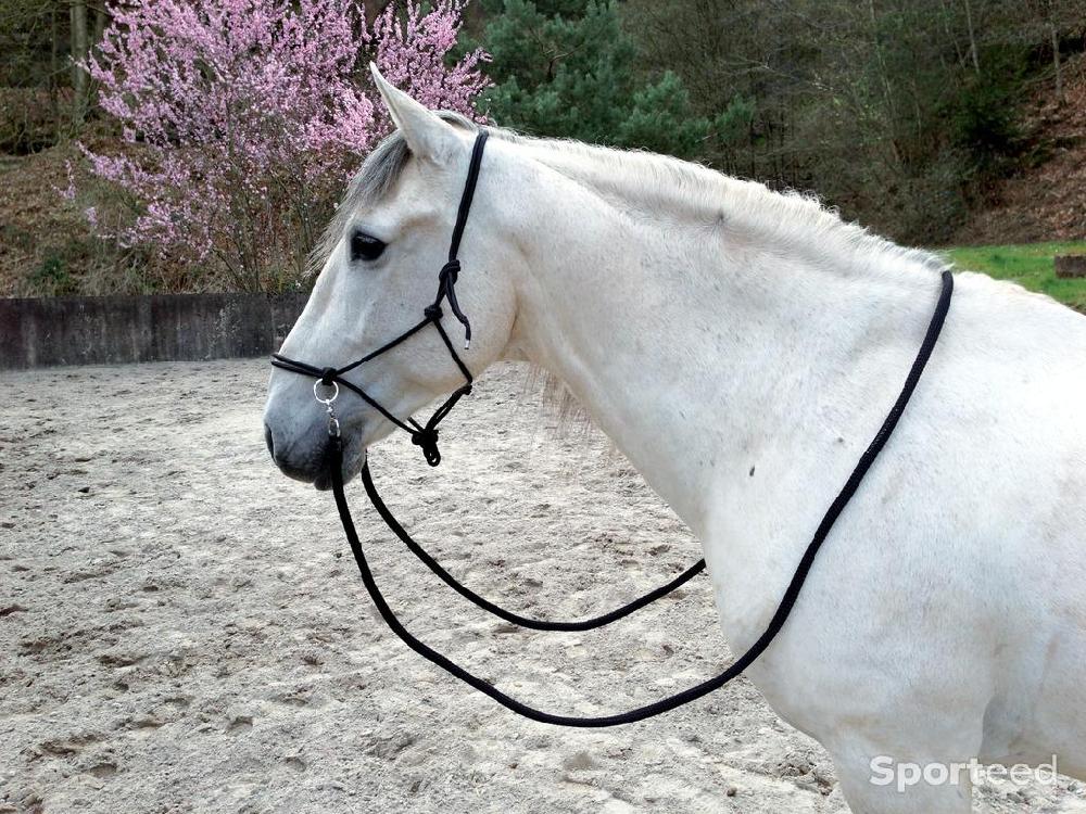 Equitation - licol etho plus rênes - photo 1