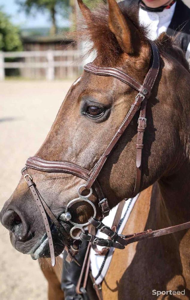 Equitation - Filet poney norton - photo 3