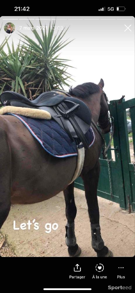 Equitation - Équitation selle  - photo 4