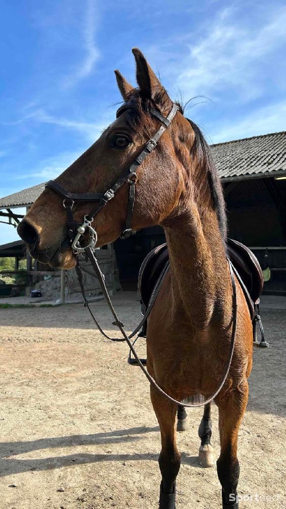 Equitation - Bridon Horseware Micklem compétition  - photo 3