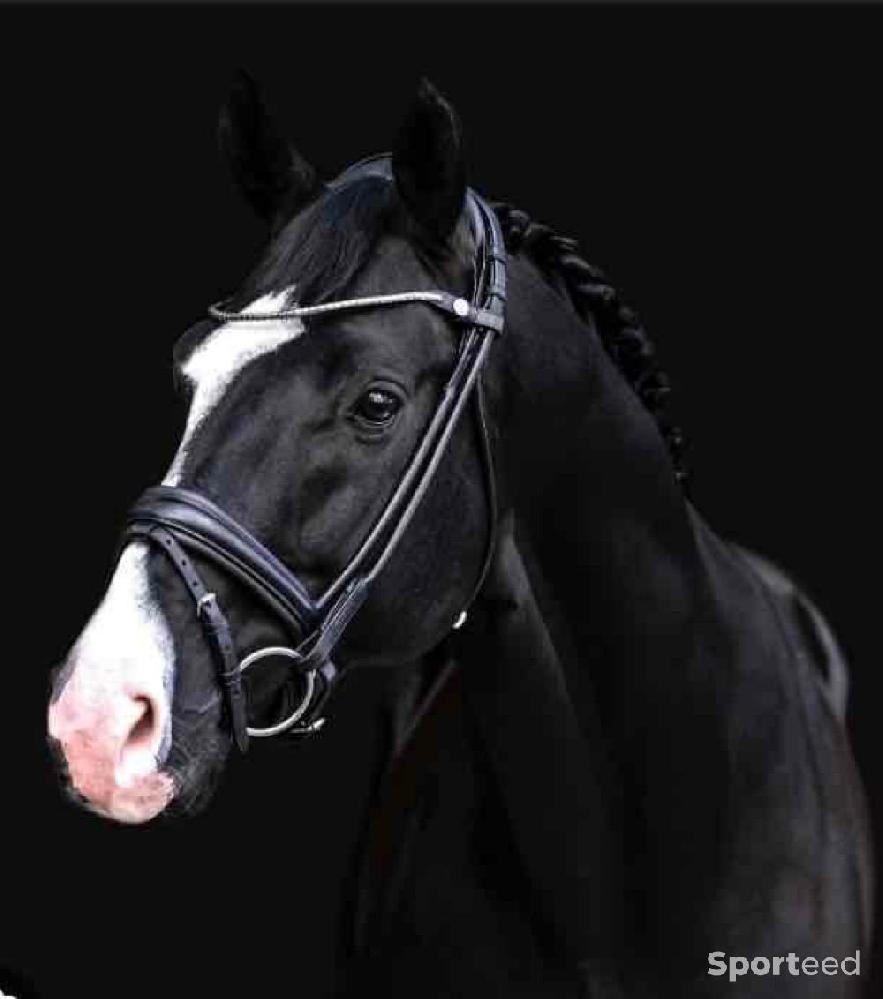 Equitation - Frontal Finesse - Cob - photo 4