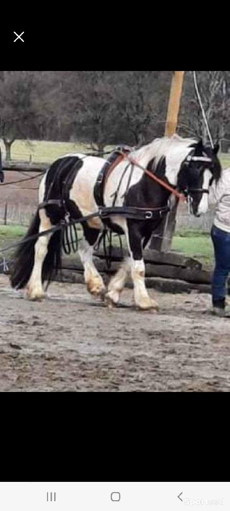 Equitation - Harnais pour attelage  - photo 1