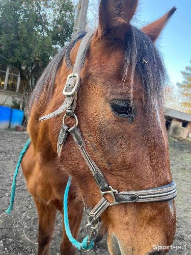 Equitation - Licol cuir marron plus longe bleu  - photo 6